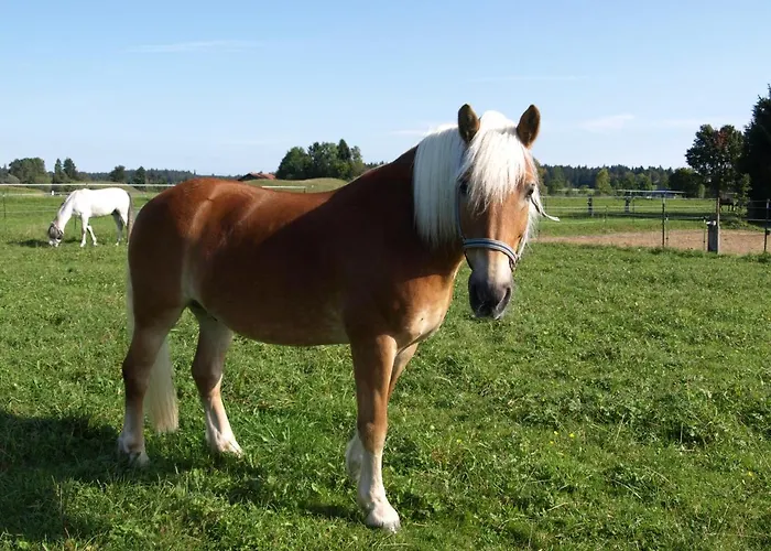 Pferdehof Pankratz Lägenhet
